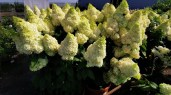Hydrangea paniculata `Magical Kilimanjaro` ®_2020.08.05 (3)